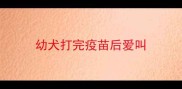 幼犬打完疫苗后爱叫