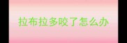 拉布拉多咬了怎么办