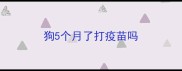 狗5个月了打疫苗吗