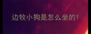 边牧小狗是怎么坐的