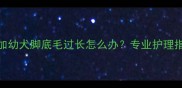 3个月大阿拉斯加幼犬脚底毛过长怎么办专业护理指南附图解