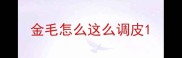 金毛怎么这么调皮