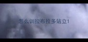 怎么训拉布拉多站立
