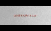 边牧尾巴毛很少怎么办