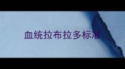血统拉布拉多标准