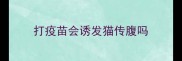 打疫苗会诱发猫传腹吗