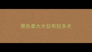 黑色最大大拉布拉多犬
