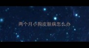 两个月小狗皮肤病怎么办