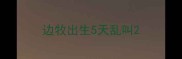 边牧出生5天乱叫
