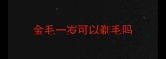 金毛一岁可以剃毛吗