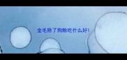 金毛除了狗粮吃什么好