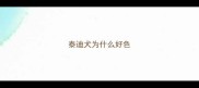 泰迪犬为什么好色