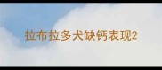 拉布拉多犬缺钙表现