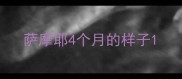 萨摩耶4个月的样子