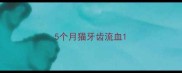 5个月猫牙齿流血