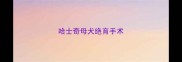 哈士奇母犬绝育手术