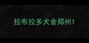 拉布拉多犬舍郑州