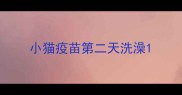 小猫疫苗第二天洗澡