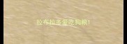 拉布拉多爱吃狗粮