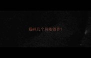 猫咪几个月能领养