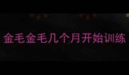 金毛金毛几个月开始训练