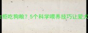 小泰迪挑食拒吃狗粮5个科学喂养技巧让爱犬爱上吃饭