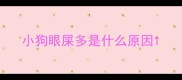小狗眼屎多是什么原因