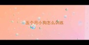 五个月小狗怎么训练
