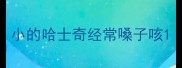小的哈士奇经常嗓子咳