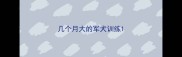 几个月大的军犬训练