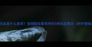 狗狗回血是什么意思宠物医院最常用的5种回血情况附护理指南