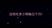边牧吃多少狗粮五个月