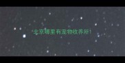北京哪里有宠物收养所