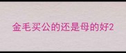 金毛买公的还是母的好