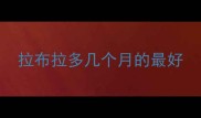 拉布拉多几个月的最好