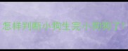 怎样判断小狗生完小狗狗了