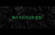 狗几个月可以生宝宝