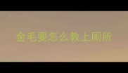 金毛要怎么教上厕所
