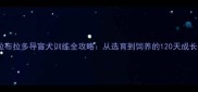 巨型拉布拉多导盲犬训练全攻略从选育到饲养的120天成长指南