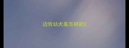 边牧幼犬是怎样的