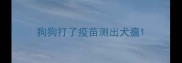 狗狗打了疫苗测出犬瘟