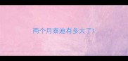 两个月泰迪有多大了